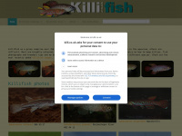 Killi.co.uk