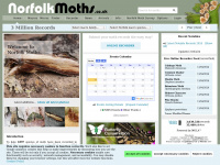 Norfolkmoths.co.uk
