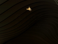 Goldfox.co.uk
